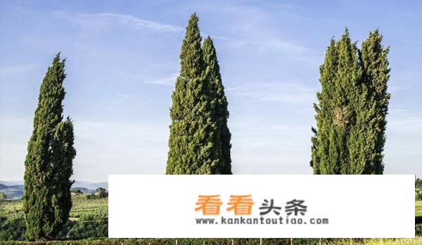 松树，柏树，松柏有什么区别？