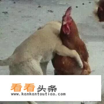 “充气娃娃体验馆”是否算卖淫嫖娼？是否触犯法律？