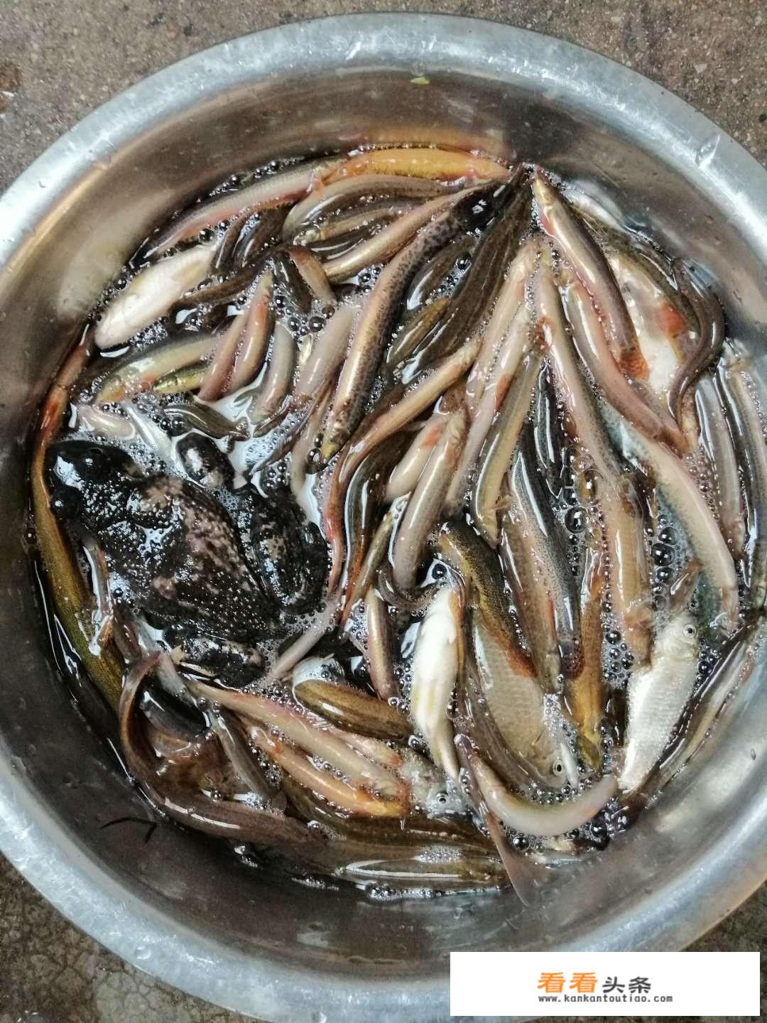 农村老人说，有一种癞蛤蟆特别好吃，只有南风天才有，有人吃过吗？什么感觉？