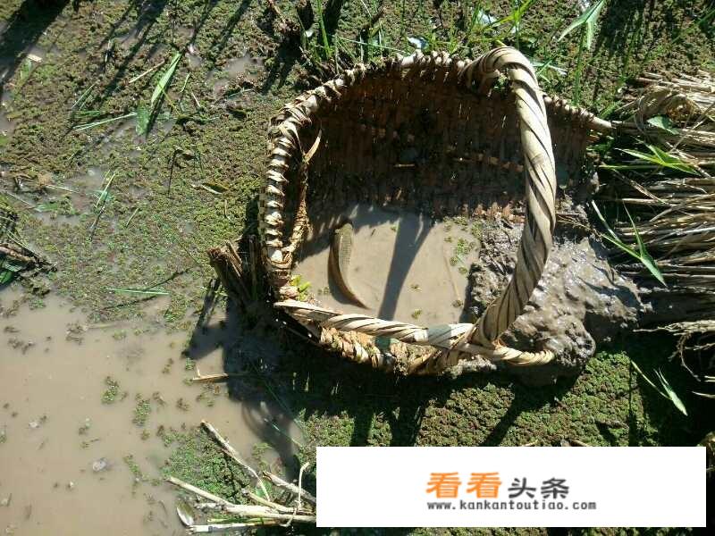 农村老人说，有一种癞蛤蟆特别好吃，只有南风天才有，有人吃过吗？什么感觉？