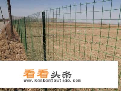 林下养鸡要不要围围栏？
