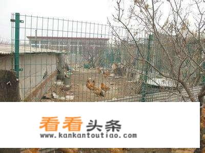 林下养鸡要不要围围栏？