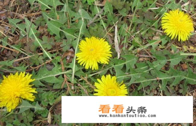 蒲公英可以长期泡水喝吗？