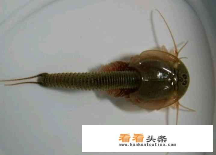 这是什么虫子？（附图片）会飞，会咬人，特别痒？