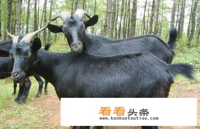 农村山上养殖什么好？
