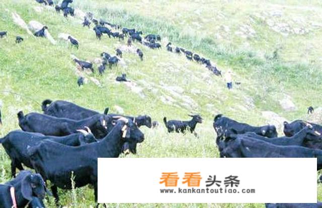 农村山上养殖什么好？