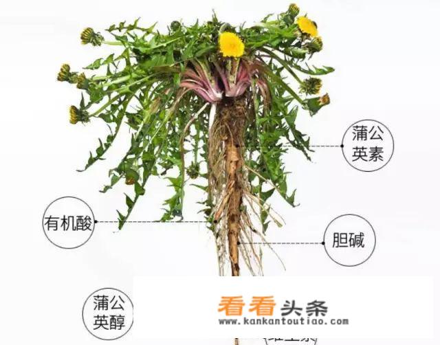 蒲公英根泡水喝不适合哪些人喝？