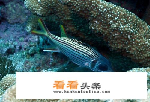 海边十大野生鱼？