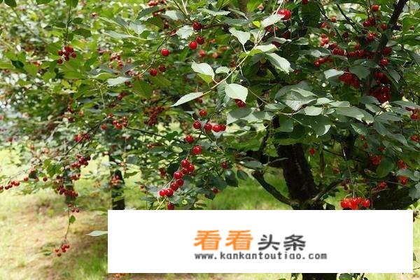 乡村旅游中田园综合体表现？