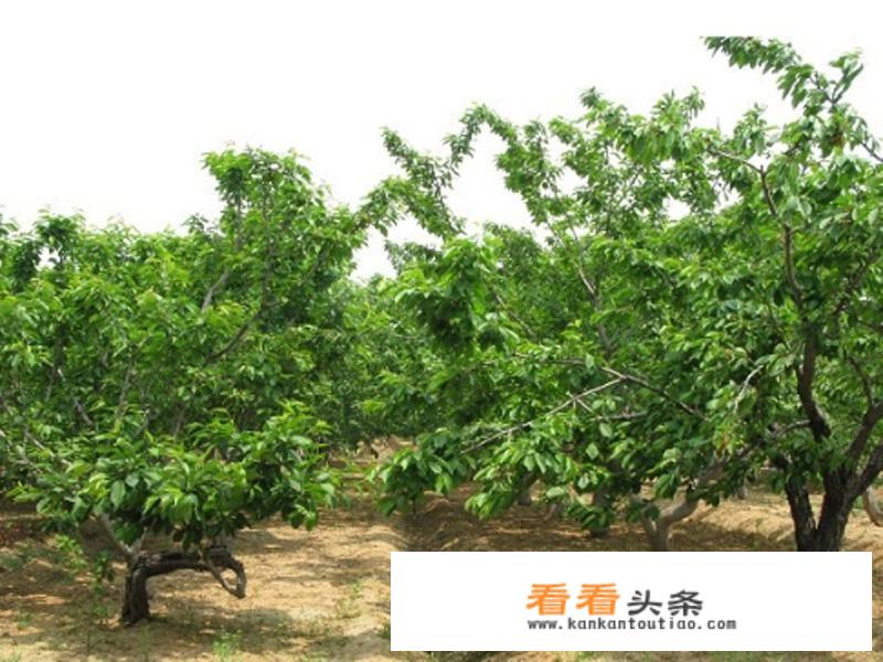乡村旅游中田园综合体表现？