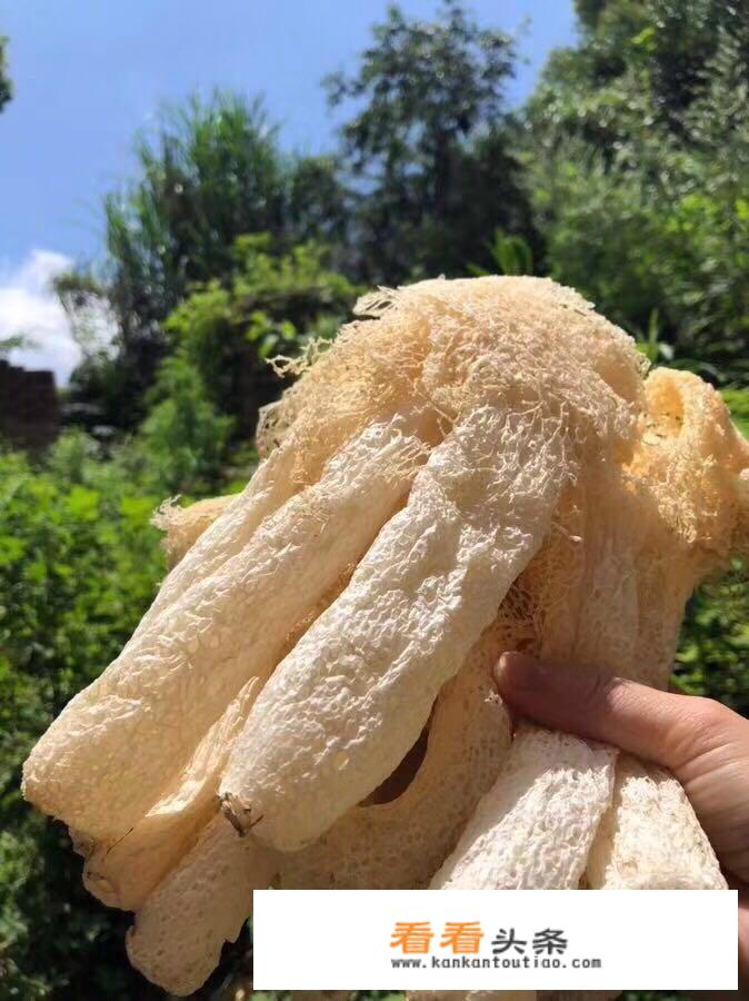 干竹荪有一层白色的是坏了吗？