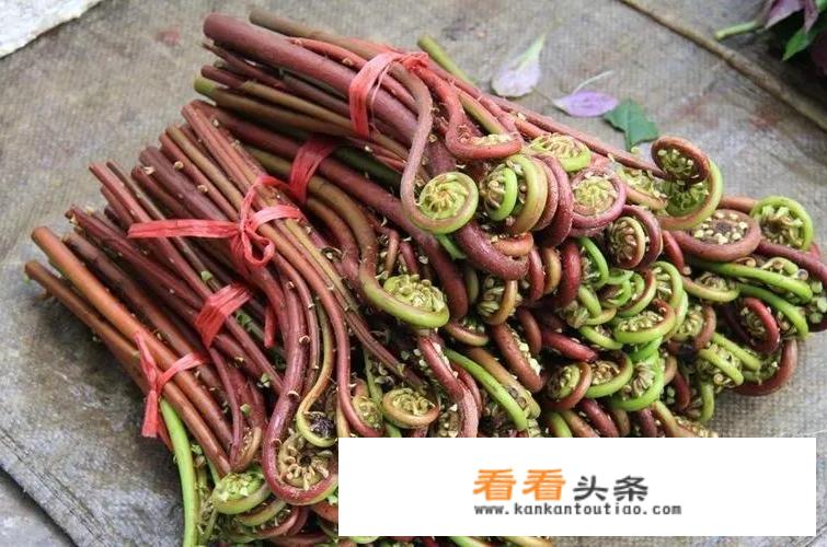 兰州农村有什么野菜？