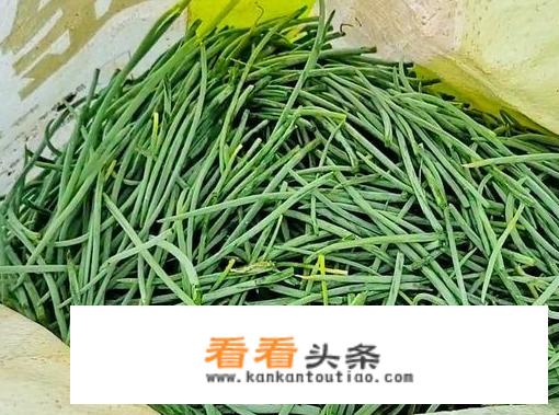 兰州农村有什么野菜？