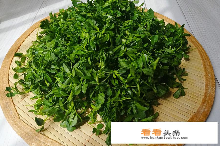 紫花苜蓿吃法？