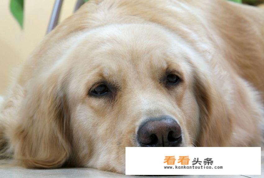 腿是黑白相间的。这种蜘蛛叫什么名字？有毒么？