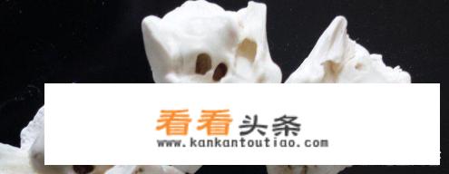 农村老人说的“猪脑里面有两个猪八戒（猪惊）”是什么意思？“猪八戒”指的是什么？