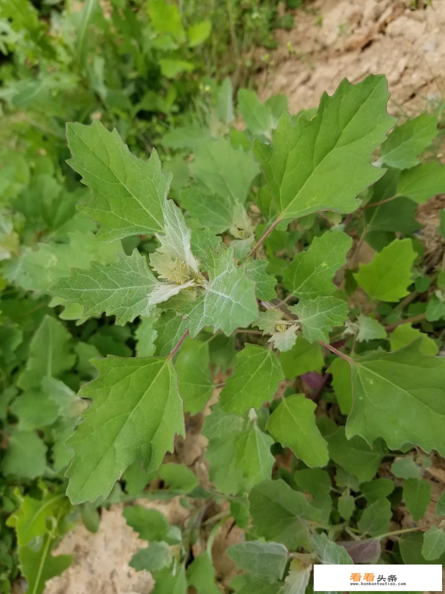 长种子的灰菜喂牛可以吗？