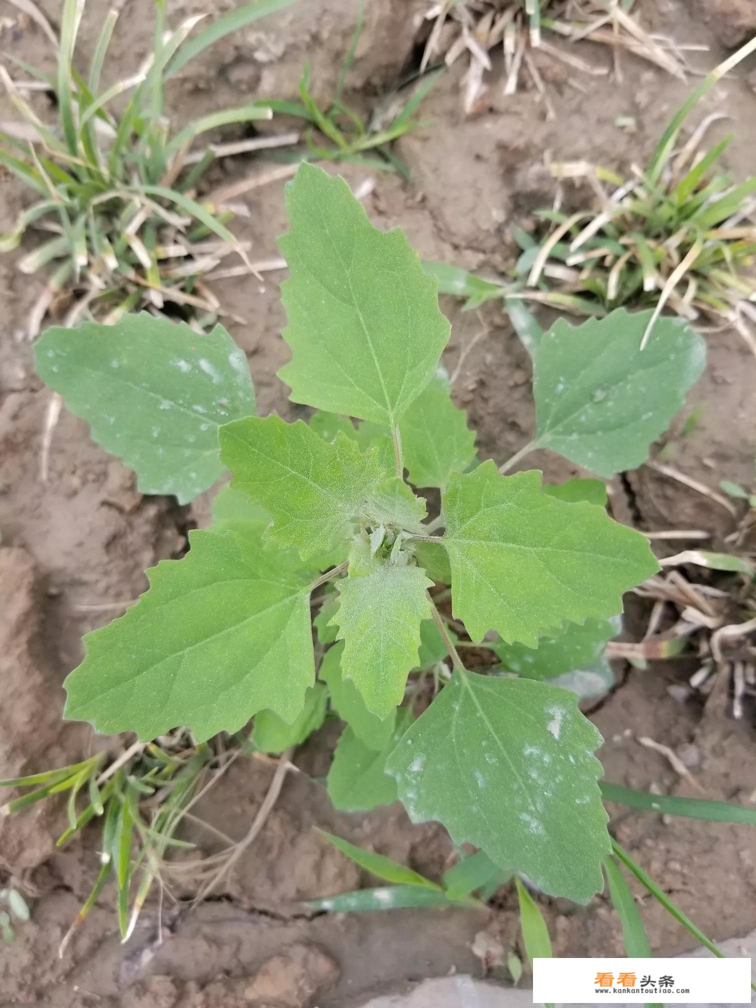 长种子的灰菜喂牛可以吗？
