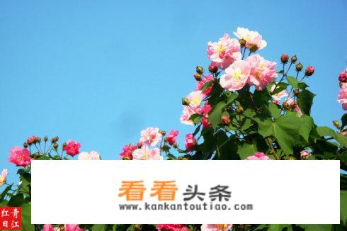 西藏诗词简短？