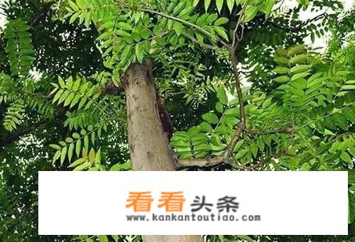 吃臭椿的好处和坏处？
