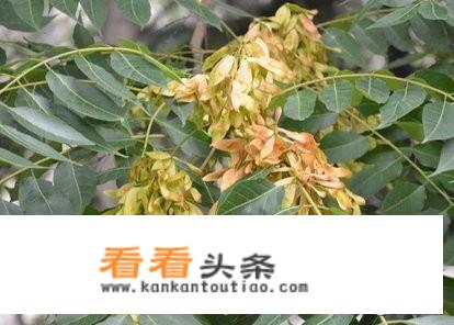 吃臭椿的好处和坏处？