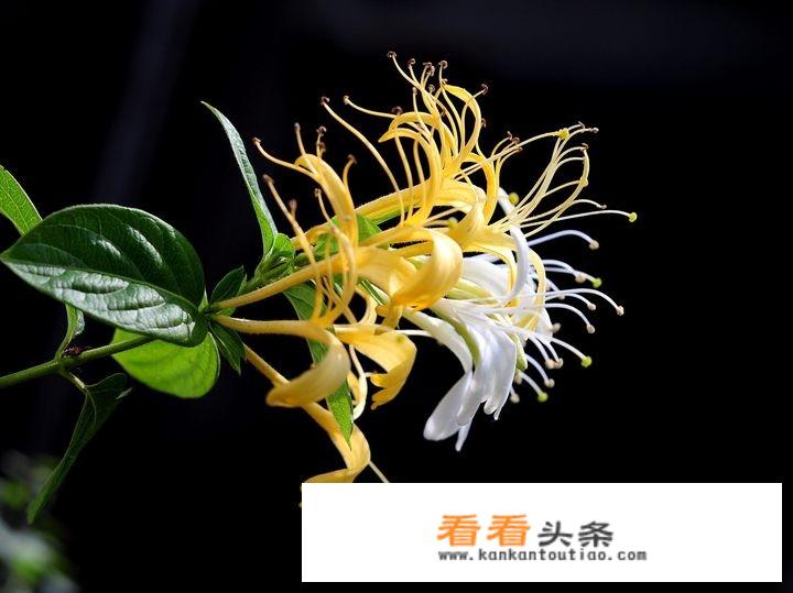 金银花什么作用？