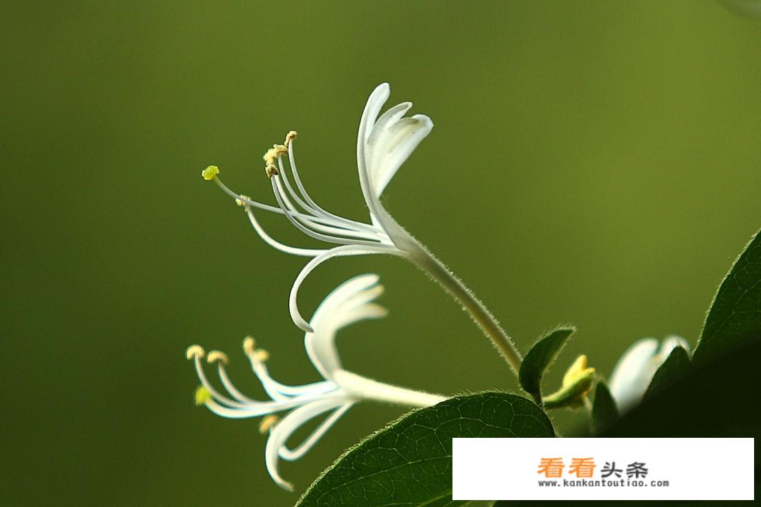 金银花什么作用？