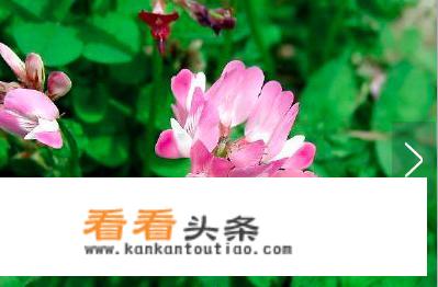安徽芜湖市有哪些土特产？
