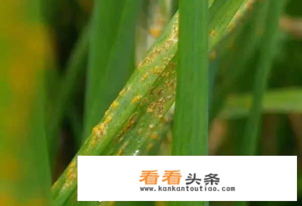 防治大蒜的白粉病和锈病用什么药治疗最佳？