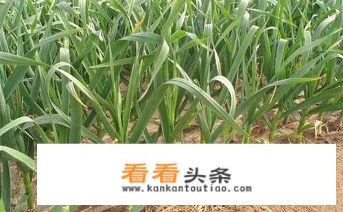 防治大蒜的白粉病和锈病用什么药治疗最佳？