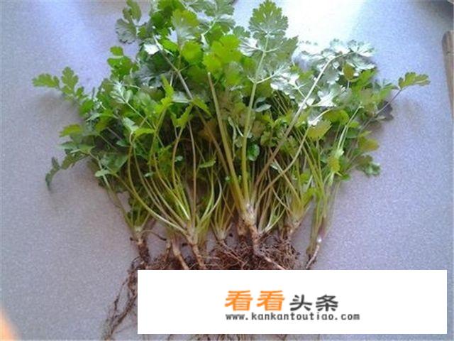 养胃菜有哪些？
