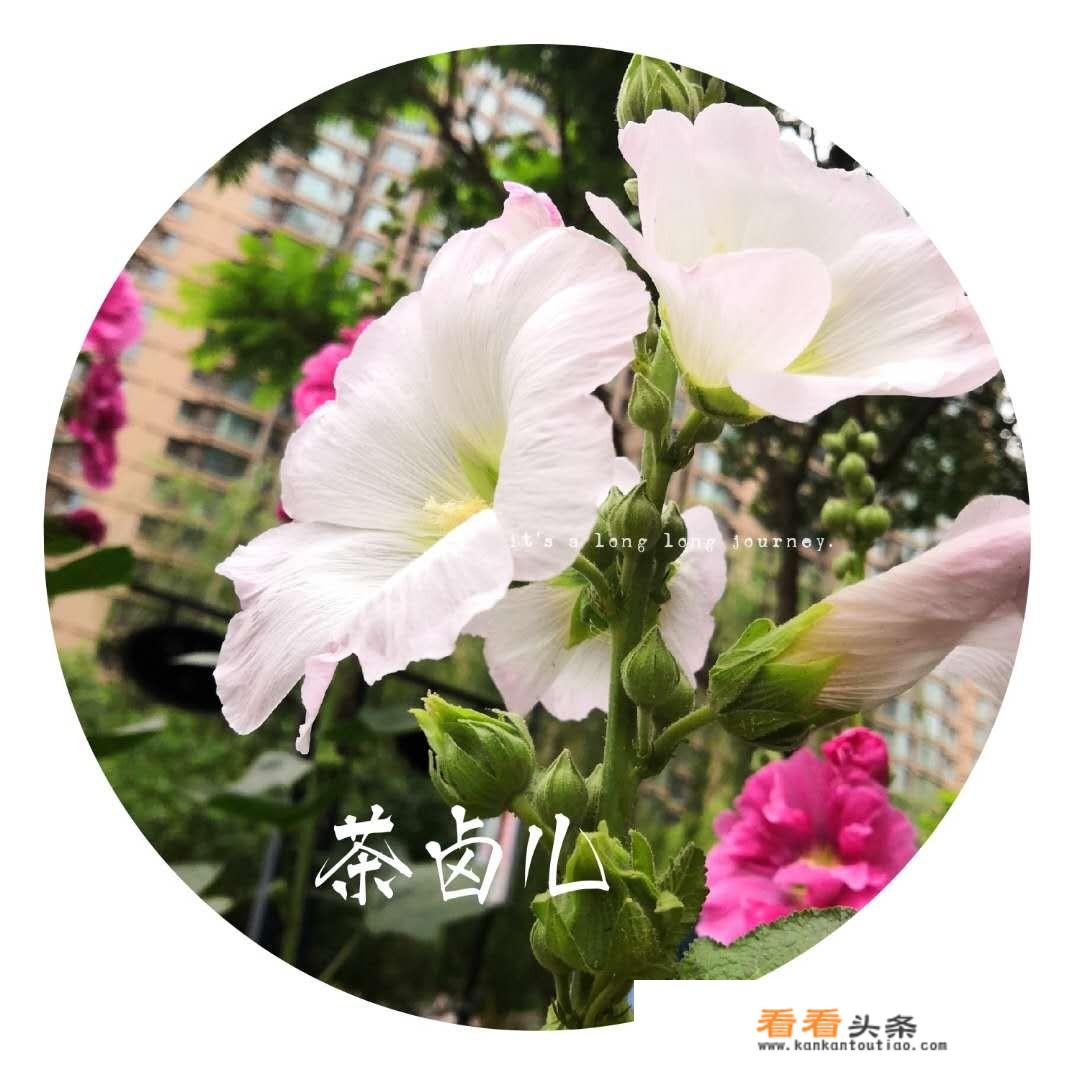 在煮绿豆汤时怎样才能快速煮好？