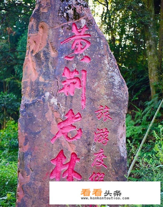 推荐鲜为人知的旅游胜地——四川古蔺黄荆老林？