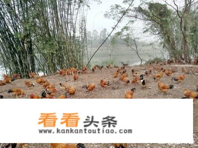 跑山鸡和土鸡的区别？