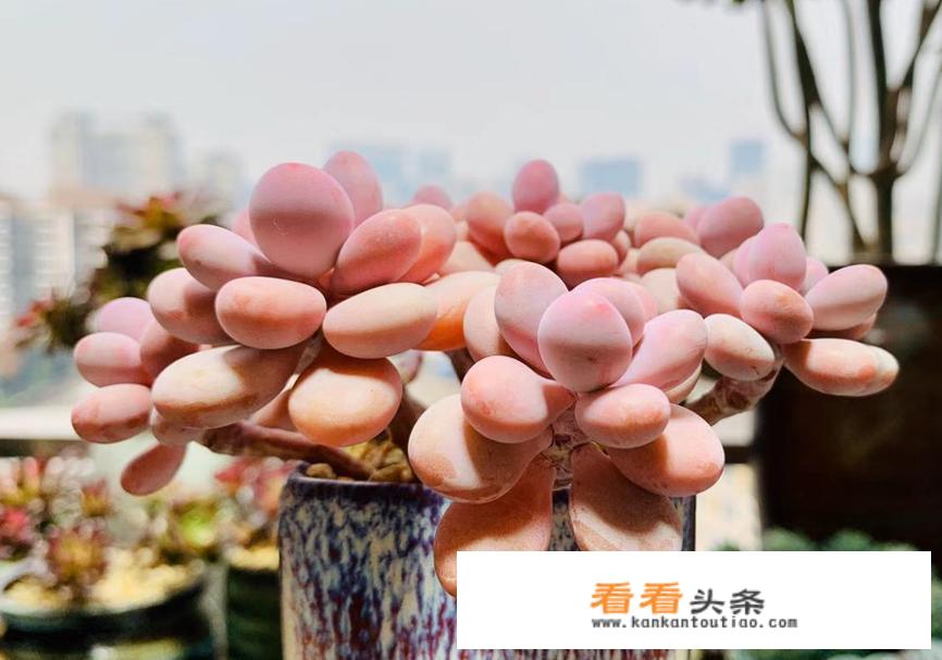 成都花卉批发市场在那里？又便宜！又好看？我想买来做生意？