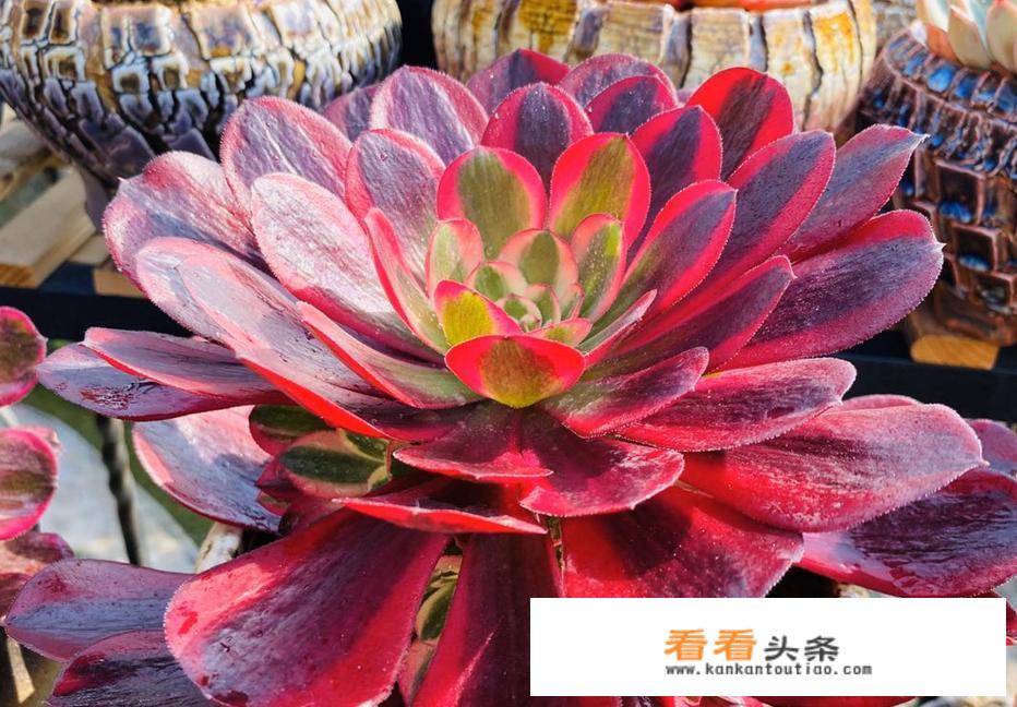 成都花卉批发市场在那里？又便宜！又好看？我想买来做生意？