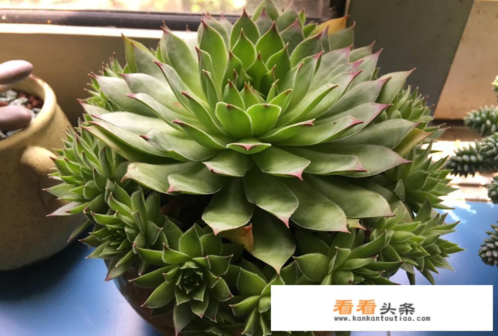 成都花卉批发市场在那里？又便宜！又好看？我想买来做生意？