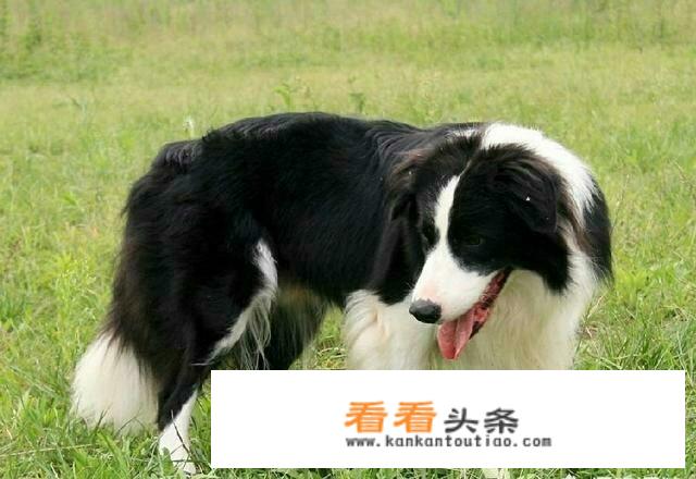 边境牧羊犬去哪里买比较可靠呢？