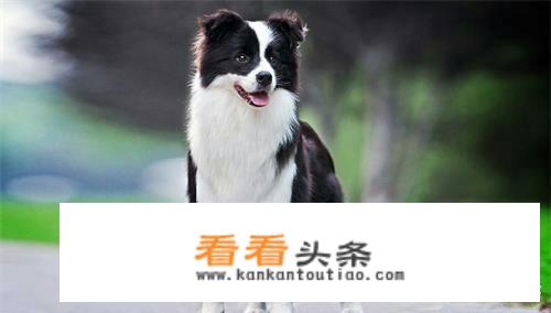 边境牧羊犬去哪里买比较可靠呢？