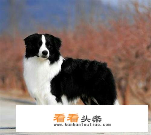 边境牧羊犬去哪里买比较可靠呢？