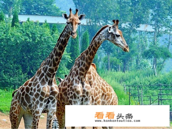 大连适合带2-3岁娃旅游的地方？