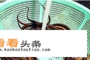 盘龙黄鳝的做法？