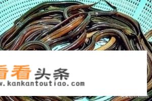 盘龙黄鳝的做法？