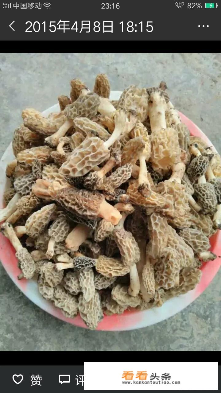 羊肚菌的功效和禁忌？