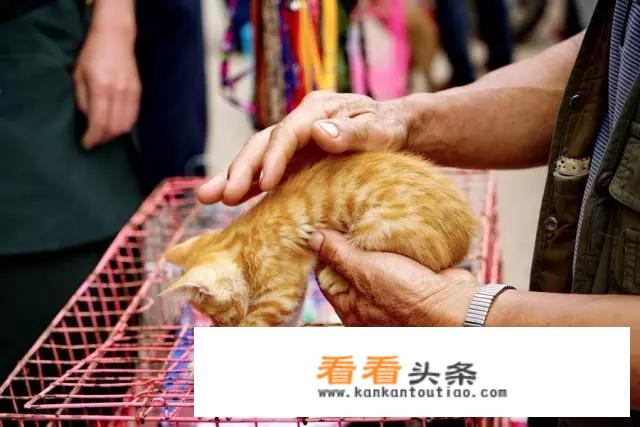 七色蝌蚪面霜成人用可以吗？