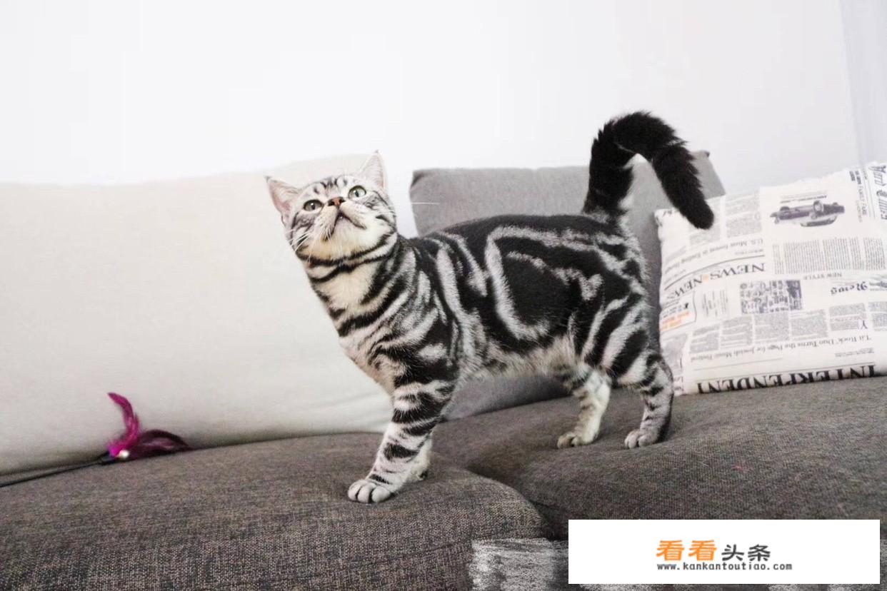 大理石纹路豹猫价格是多少？