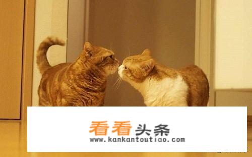 阻止猫发情用什么药？