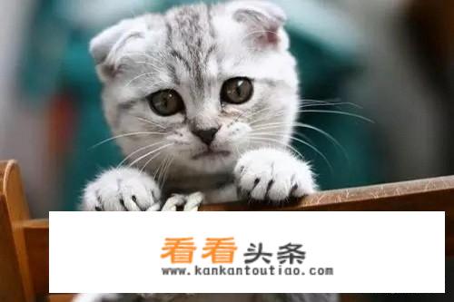 阻止猫发情用什么药？