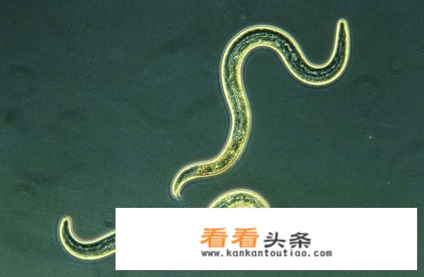 作用和用途意思一样吗？