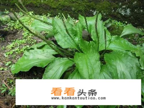 车前草，治，痛风，有用吗？